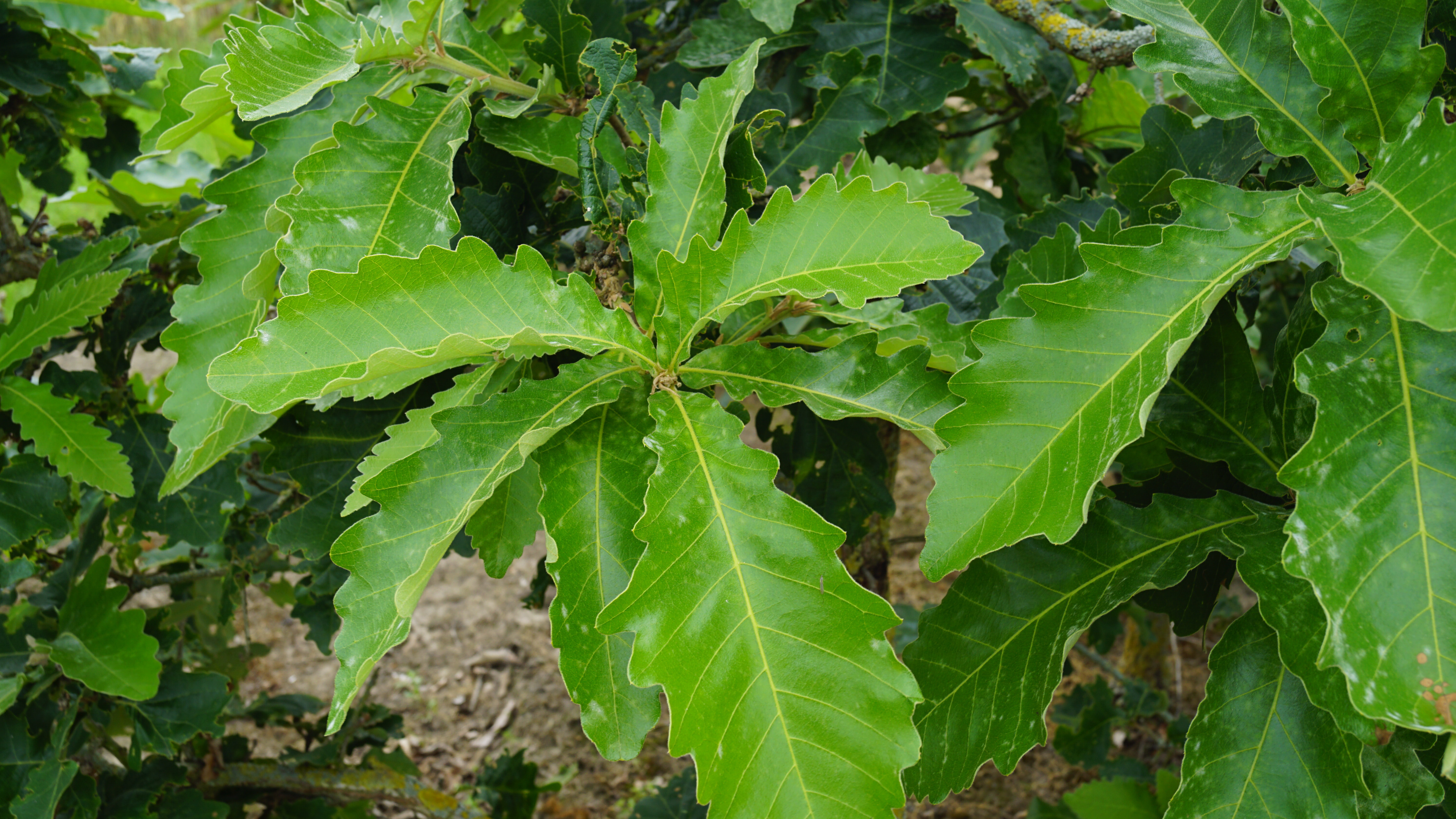 Quercus dentata 'Sir Harold Hillier' (2)